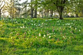 MORTON HALL, WORCESTERSHIRE: THE MEADOW IN APRIL, SPRING, SNAKES HEAD FRITILLARY, FRITILLARIA MELEAGRIS, DAFFODILS, NARURALISED, DRIFTS