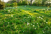 MORTON HALL, WORCESTERSHIRE: THE MEADOW IN APRIL, SPRING, SNAKES HEAD FRITILLARY, FRITILLARIA MELEAGRIS, DAFFODILS, NARURALISED, DRIFTS, PATHS, GRASS, LAWNS