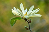 MORTON HALL, WORCESTERSHIRE: CLOSE UP OF WHITE FLOWERS OF MAGNOLIA GOLD STAR. FLOWERING, TREES, BLOSSOMS, SPRING, APRIL, MAGNOLIAS