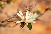 MORTON HALL, WORCESTERSHIRE: CLOSE UP OF WHITE FLOWERS OF MAGNOLIA GOLD STAR. FLOWERING, TREES, BLOSSOMS, SPRING, APRIL, MAGNOLIAS