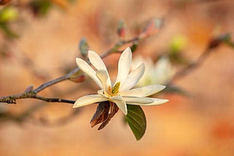 MORTON_HALL_WORCESTERSHIRE_CLOSE_UP_OF_WHITE_FLOWERS_OF_MAGNOLIA_GOLD_STAR_FLOWERING_TREES_BLOSSOMS_