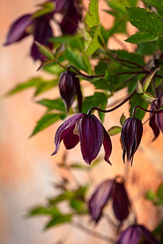 MORTON_HALL_WORCESTERSHIRE_CLOSE_UP_OF_PURPLE_FLOWERS_OF_CLEMATIS_ALPINA_BRUNETTE_CLIMBERS_CLIMBING