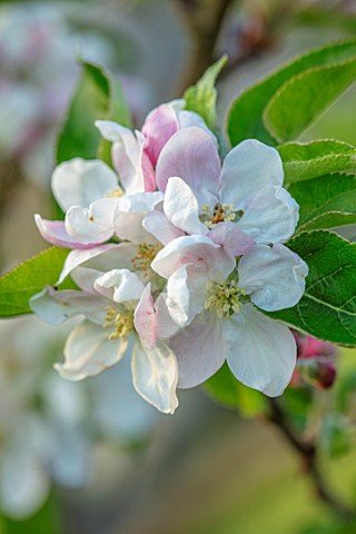 MORTON_HALL_WORCESTERSHIRE_CLOSE_UP_OF_WHITE_PALE_PINK_FLOWERS_OF_FLOWERING_CRAB_APPLE_MALUS_SCRUMPT