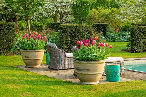 THE_OLD_VICARAGE_WORMLEIGHTON_WARWICKSHIRE_CONTAINERS_FILLED_WITH_TULIPS_SWIMMING_POOL_LOUNGERS_SPRI
