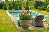 THE OLD VICARAGE, WORMLEIGHTON, WARWICKSHIRE: CONTAINERS FILLED WITH TULIPS, SWIMMING POOL. LOUNGERS, SPRING, APRIL, LAWN, TULIPA APRICOT IMPRESSION, JAN REUS, AYAAN, BURGUNDY