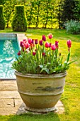 THE OLD VICARAGE, WORMLEIGHTON, WARWICKSHIRE: CONTAINERS FILLED WITH TULIPS, SWIMMING POOL. SPRING, APRIL, LAWN, CLIPPED TOPIARY BOX, APRICOT IMPRESSION, JAN REUS, AYAAN, BURGUNDY