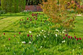 THE OLD VICARAGE, WORMLEIGHTON, WARWICKSHIRE: MEADOW WITH GRASS SQUARES, NATURALISTIC PLANTING, TULIPS, NARCISSI, CAMASSIA CAMASSIAS, BURGUNDY, BLACK JACK