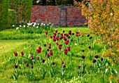 THE OLD VICARAGE, WORMLEIGHTON, WARWICKSHIRE: MEADOW WITH GRASS SQUARES, NATURALISTIC PLANTING OF TULIPS, NARCISSI, CAMASSIAS, TULIPA BURGUNDY, BLACK JACK