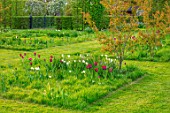 THE OLD VICARAGE, WORMLEIGHTON, WARWICKSHIRE: MEADOW WITH GRASS SQUARES, NATURALISTIC PLANTING OF TULIPS, NARCISSI, CAMASSIA, TULIP BURGUNDY AND BLACK JACK