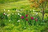 THE OLD VICARAGE, WORMLEIGHTON, WARWICKSHIRE: MEADOW WITH GRASS SQUARES, NATURALISTIC PLANTING OF TULIPS, NARCISSI, TULIPA BURGUNDY AND BLACK JACK