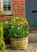 THE OLD VICARAGE, WORMLEIGHTON, WARWICKSHIRE: WOODEN TUBS, HALF BARREL, CONTAINERS PLANTED WITH TULIPS - TULIPA REMS FAVOURITE. BULBS, GRAVEL, COURTYARD, PATIO, FRONT DOOR