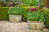 THE OLD VICARAGE, WORMLEIGHTON, WARWICKSHIRE: WOODEN TUBS, HALF BARREL, CONTAINERS PLANTED WITH TULIPS - TULIPA REMS FAVOURITE. BULBS, GRAVEL, COURTYARD, PATIO, GRAVEL