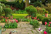 THE OLD VICARAGE, WORMLEIGHTON, WARWICKSHIRE: STONE PATIO, TULIPS APRICOT IMPRESSION, JAN REUS, BOX BALLS IN GREEN GLAZED PLANTERS, CONTAINERS, LAWN