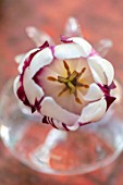 THE OLD VICARAGE, WORMLEIGHTON, WARWICKSHIRE: CLOSE UP OF RED AND WHITE FLOWER OF TULIP- REMS FAVOURITE IN GLASS VASE, CONTAINER. BULBS