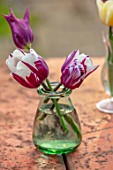 THE OLD VICARAGE, WORMLEIGHTON, WARWICKSHIRE: CLOSE UP OF RED AND WHITE FLOWER OF TULIP- REMS FAVOURITE IN GLASS VASE, CONTAINER. BULBS