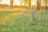 MORTON HALL, WORCESTERSHIRE: THE MEADOW IN SPRING WITH WILDFLOWERS, WOODEN BENCH, CAMASSIA LEICHTLINII CAERULEA, CAMASSIA BLUE HEAVEN, DAWN, SUNRISE, MEADOWS, PARKLAND