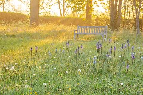 MORTON_HALL_WORCESTERSHIRE_THE_MEADOW_IN_SPRING_WITH_WILDFLOWERS_WOODEN_BENCH_CAMASSIA_LEICHTLINII_C