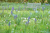 MORTON HALL, WORCESTERSHIRE: THE MEADOW IN SPRING WITH WILDFLOWERS, CAMASSIA LEICHTLINII CAERULEA, CAMASSIA BLUE HEAVEN, DAWN, SUNRISE, MEADOWS, PARKLAND, BENCHES, SEATS