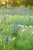 MORTON HALL, WORCESTERSHIRE: THE MEADOW IN SPRING WITH WILDFLOWERS, CAMASSIA LEICHTLINII CAERULEA, SUNRISE, MEADOWS, PARKLAND, BENCH, SEAT