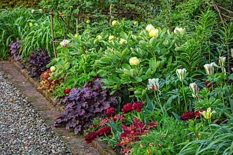 MORTON_HALL_WORCESTERSHIRE_BORDER_TULIPS_UNCLE_TOM_FLAMING_SPRING_GREEN_PAEONIA_MLOKOSEWITSCHII_HEUC