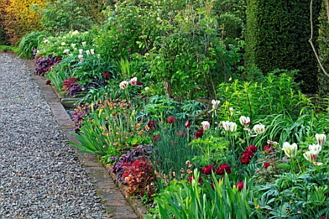 MORTON_HALL_WORCESTERSHIRE_BORDER_TULIPS_UNCLE_TOM_FLAMING_SPRING_GREEN_PAEONIA_MLOKOSEWITSCHII_HEUC