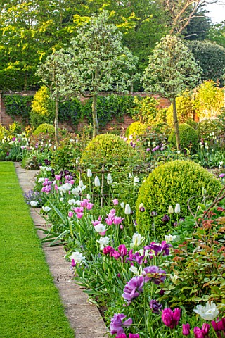 MORTON_HALL_WORCESTERSHIRE_TULIPS_IN_THE_SOUTH_GARDEN_BORDERS_APRIL_SPPRING_BORDERS_LAWN