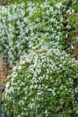 MORTON HALL, WORCESTERSHIRE: WHITE FLOWERS OF CLEMATIS BROUGHTON BRIDE AND CHOISYA X DEWITTEANA AZTEC PEARL. SHRUBS, CLIMBERS, WALLS