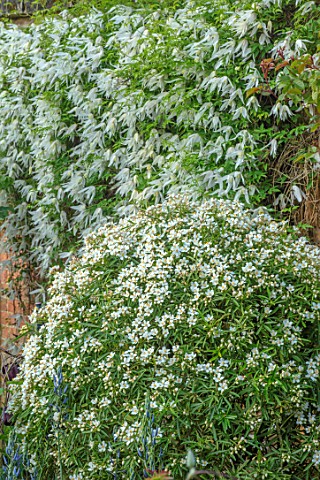 MORTON_HALL_WORCESTERSHIRE_WHITE_FLOWERS_OF_CLEMATIS_BROUGHTON_BRIDE_AND_CHOISYA_X_DEWITTEANA_AZTEC_