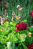 MORTON HALL, WORCESTERSHIRE: PLANT ASSOCIATION, COMBINATION OF GEUM OXFORD MARMALADE AND TULIPA UNCLE TOM