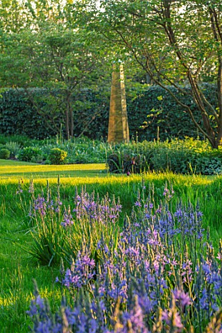 THE_OLD_VICARAGE_WORMLEIGHTON_WARWICKSHIRE_DESIGNER_ANGEL_COLLINS__LAWN_WITH_CAMASSIA_CAERULEA_AND_T