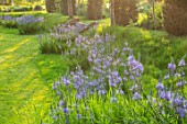 THE OLD VICARAGE, WORMLEIGHTON, WARWICKSHIRE: DESIGNER ANGEL COLLINS - LAWN WITH CAMASSIA CAERULEA, BLUE FLOWERS, MEADOW