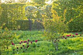 THE OLD VICARAGE, WORMLEIGHTON, WARWICKSHIRE: SPRING MEADOW WITH DARK PINK TULIPS. TULIPA BURGUNDY, BLACK JACK AND BLOSSOM, SPRING, APRIL, MEADOWS, NATURALIZED, EVENING LIGHT
