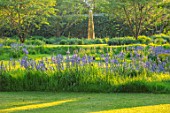 THE OLD VICARAGE, WORMLEIGHTON, WARWICKSHIRE: DESIGNER ANGEL COLLINS - LAWN WITH CAMASSIA CAERULEA AND TULIP QUEEN OF NIGHT - STEEL OBELISK BY DAVID HARBER. BLUE FLOWERS, MEADOW