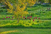 THE OLD VICARAGE, WORMLEIGHTON, WARWICKSHIRE: MEADOW PLANTING OF DARK RED, PINK TULIPS.TULIPA BURGUNDY AND BLACK JACK. NATURALIZED, DRIFTS, MEADOWS, SPRING