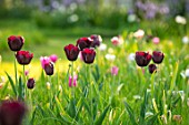 THE OLD VICARAGE, WORMLEIGHTON, WARWICKSHIRE: DESIGNER ANGEL COLLINS - LAWN WITH TULIPA BURGUNDY, MEADOWS, BULBS, APRIL, SPRING