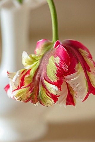 MARBURY_HALL_SHROPSHIRE_DESIGNER_SOFIE_PATONSMITH_TULIPS_IN_VASE_IN_THE_FLOWER_ROOM_ARRANGEMENTS_CUT