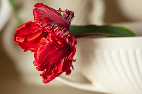 MARBURY_HALL_SHROPSHIRE_DESIGNER_SOFIE_PATONSMITH_RED_PARROT_TULIP_IN_VASE_IN_THE_FLOWER_ROOM_ARRANG