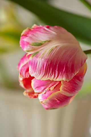 MARBURY_HALL_SHROPSHIRE_DESIGNER_SOFIE_PATONSMITH_PINK_AND_WHITE_PARROT_TULIP_IN_VASE_IN_THE_FLOWER_