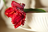 MARBURY HALL, SHROPSHIRE: DESIGNER SOFIE PATON-SMITH: RED PARROT TULIP IN VASE IN THE FLOWER ROOM. ARRANGEMENTS, CUTTING, GARDEN, CUT, FLOWERS, SPRING