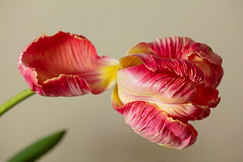 MARBURY_HALL_SHROPSHIRE_DESIGNER_SOFIE_PATONSMITH_PINK_AND_WHITE_PARROT_TULIP_IN_VASE_IN_THE_FLOWER_