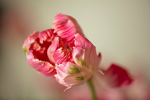 MARBURY_HALL_SHROPSHIRE_DESIGNER_SOFIE_PATONSMITH_CLOSE_UP_OF_PINK_AND_WHITE_PARROT_TULIP_IN_VASE_IN