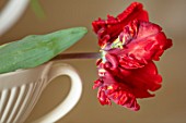 MARBURY HALL, SHROPSHIRE: DESIGNER SOFIE PATON-SMITH: RED PARROT TULIP IN VASE IN THE FLOWER ROOM. ARRANGEMENTS, CUTTING, GARDEN, CUT, FLOWERS, SPRING