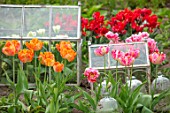 MARBURY HALL, SHROPSHIRE: DESIGNER SOFIE PATON-SMITH: PARROT TULIPS GROWING IN THE CUTTING GARDEN IN THE WALLED GARDEN. BULBS, SPRING, CLOCHES
