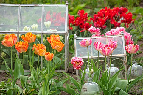 MARBURY_HALL_SHROPSHIRE_DESIGNER_SOFIE_PATONSMITH_PARROT_TULIPS_GROWING_IN_THE_CUTTING_GARDEN_IN_THE