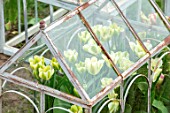 MARBURY HALL, SHROPSHIRE: DESIGNER SOFIE PATON-SMITH: TULIPA SPRING GREEN  GROWING IN THE CUTTING GARDEN IN THE WALLED GARDEN. BULBS, SPRING, CLOCHES