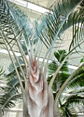 RADICEPURA GARDEN FESTIVAL, SICILY, ITALY: SILVER GREY GREEN LEAVES OF DYPSIS DECARYI. TRIANGLE PALM, TRUNKS, TROPICAL, EXOTIC, PALMS, TEXTURES, LEAVES
