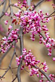 CLOSE UP PLANT PORTRAIT OF THE PINK FLOWERS OF CERCIS CANADENSIS RUBY FALLS. CORNUS, DOGWOODS, TREES