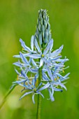 MORTON HALL, WORCESTERSHIRE: CLOSE UP PORTRAIT OF PALE BLUE FLOWERS OF CAMASSIA LEICHTLINII BLUE HEAVEN, MEADOWS, PARKLAND, BULBS