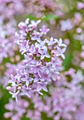 MORTON HALL, WORCESTERSHIRE: CLOSE UP PORTRAIT OF PALE LILAC FLOWERS OF SYRINGA X PERSICA. PERSIAN LILAC, FLOWERING, SPRING, SHRUBS, SCENTED, FRAGRANT, AGM