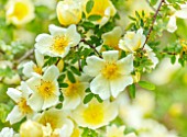 MORTON HALL, WORCESTERSHIRE: CLOSE UP PORTRAIT OF CREAM, YELLOW FLOWERS OF - ROSA XANTHINA F. HUGONIS, HUGOS ROSE. FLOWERING, SPRING, SHRUBS, SCENTED, FRAGRANT